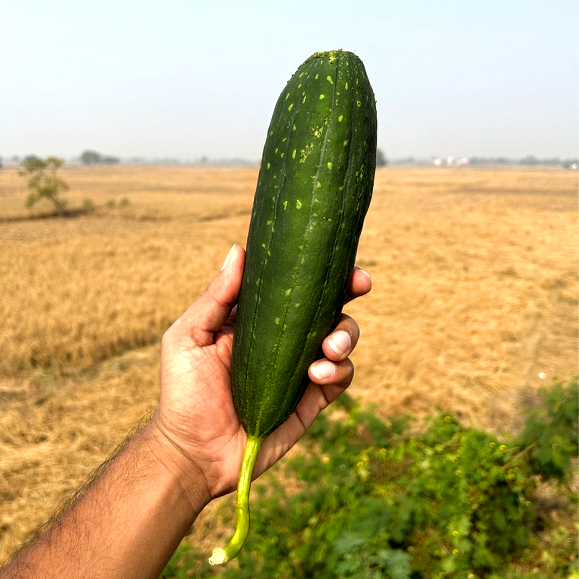 Eco Cotton